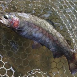 難しいぞ、大安トラウトレイク